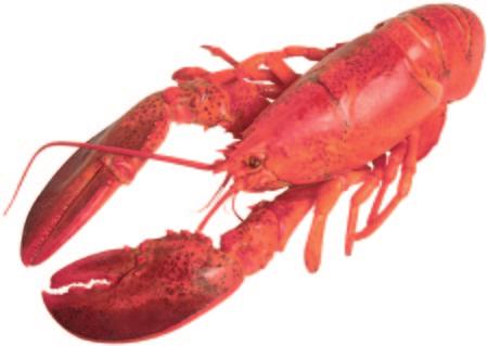 14 answer questions 28 32. Spiny lobster What do you picture when you think of a lobster? Many people think of a red fish that crawls on the ocean floor. This is only partly true.