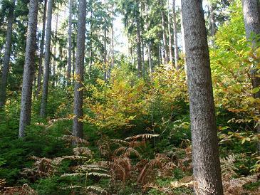 29 Drevesne vrste iglavcev in listavcev se v vseh treh slojih v obeh stratumih največ pojavljajo posamično. Nato sledi šopasta oblika pojavljanja, medtem ko se drevesa sestojno ne pojavljajo.