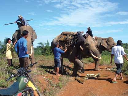 Since management of the reserve has been neglected, there has been a resurgence of poaching, especially of elephants for the ivory trade.