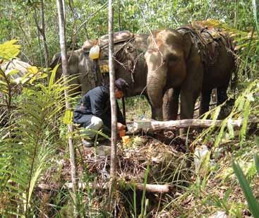 Conservation Centers (ECC) and the captive elephants and mahouts provided conservation related duties.