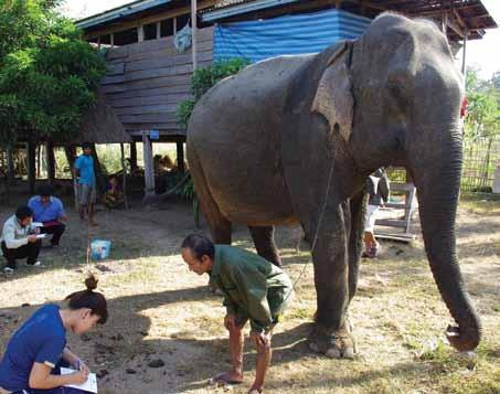 ElefantAsia identified many areas in Sayaboury where domesticated elephant vet care, education and conservation efforts could be enormously improved and funding provided by the IEF has significantly