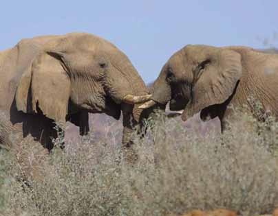 14 IEF Volume 5 2009-2010 IEF Volume 5 2009-2010 15 The Namibian Elephant and Giraffe Trust Between the 23 rd and 28 th of October 2007, eight elephants were collared with GPS collars provided by