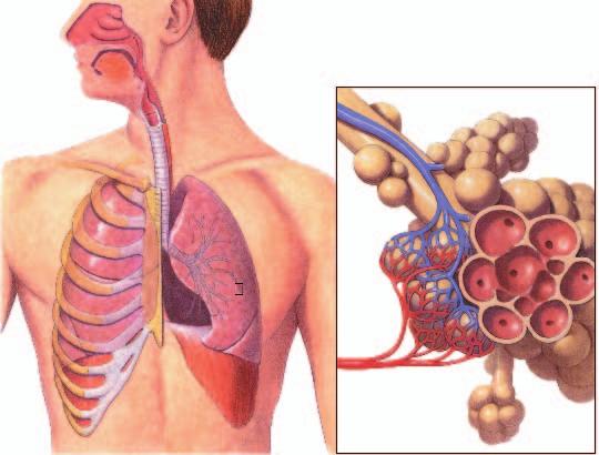 FIGURE 37 13 THE RESPIRATORY SYSTEM The respiratory system is responsible for the exchange of oxygen and carbon dioxide. Air moves through the nose, pharynx, larynx, trachea, and lungs.
