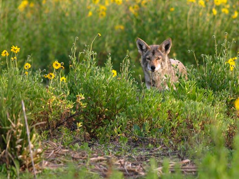 A TEMPLATE COYOTE MANAGEMENT & COEXISTENCE PLAN