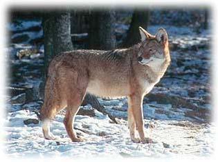 COYOTES May 2006 in Insular Newfoundland Current Knowledge and Management of the Islands Newest Mammalian Predator.
