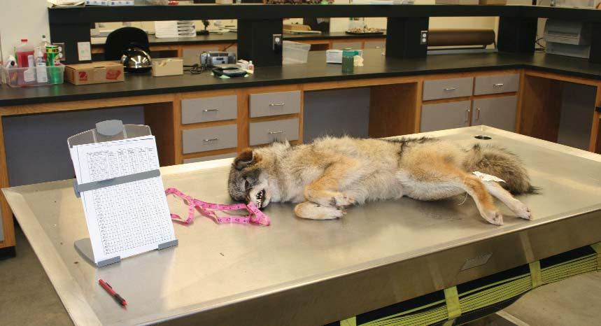 The average weight of adult coyotes as determined by weighing nearly 150 coyote carcasses in Newfoundland was 35 lbs. for males and 29 for females. Coyote Carcass Collection.