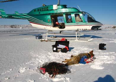 Radio Telemetry Study. During the winter of 2005, nine coyotes were captured and fitted with radio transmitters.