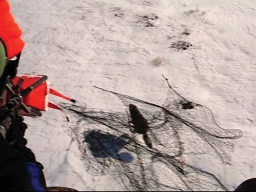 Newfoundland. Initial findings include; The aerial net-gun technique used to capture coyotes is the same method employed in the capture of caribou.