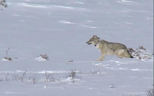 If coyotes maintain these large home ranges, coyote densities will remain much lower than seen in other jurisdictions.