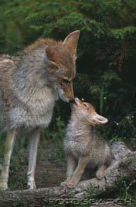 Where larger animals are more available, coyotes tend to group up to aid hunting range from