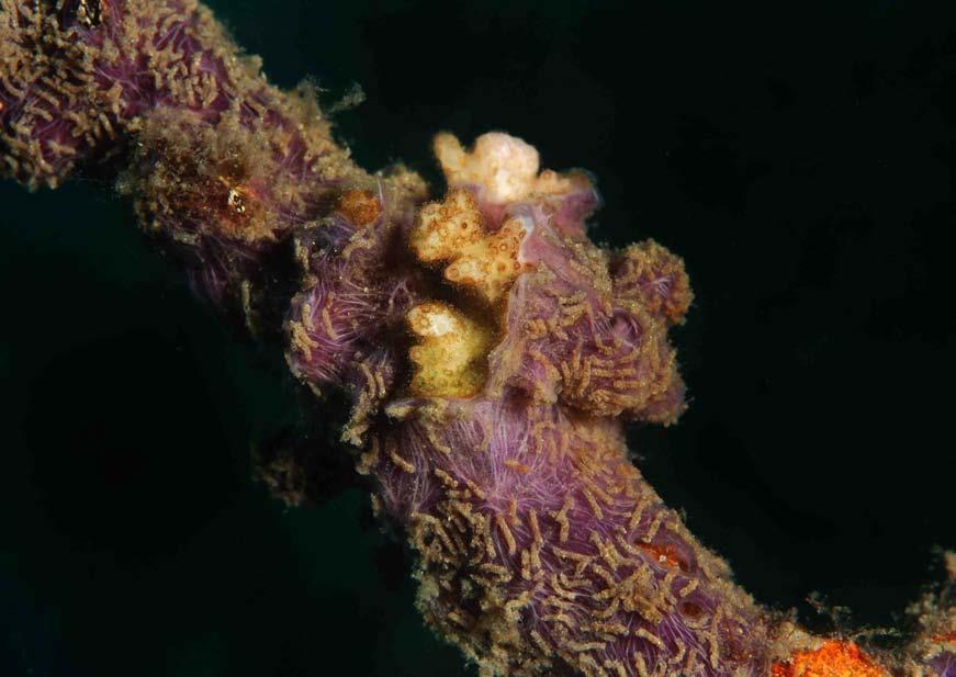 Coral spats are a single coral larvae settling naturally from the water column. This coral spat continues to grow into a single polyp (smallest building block of a coral colony; Fig 6).