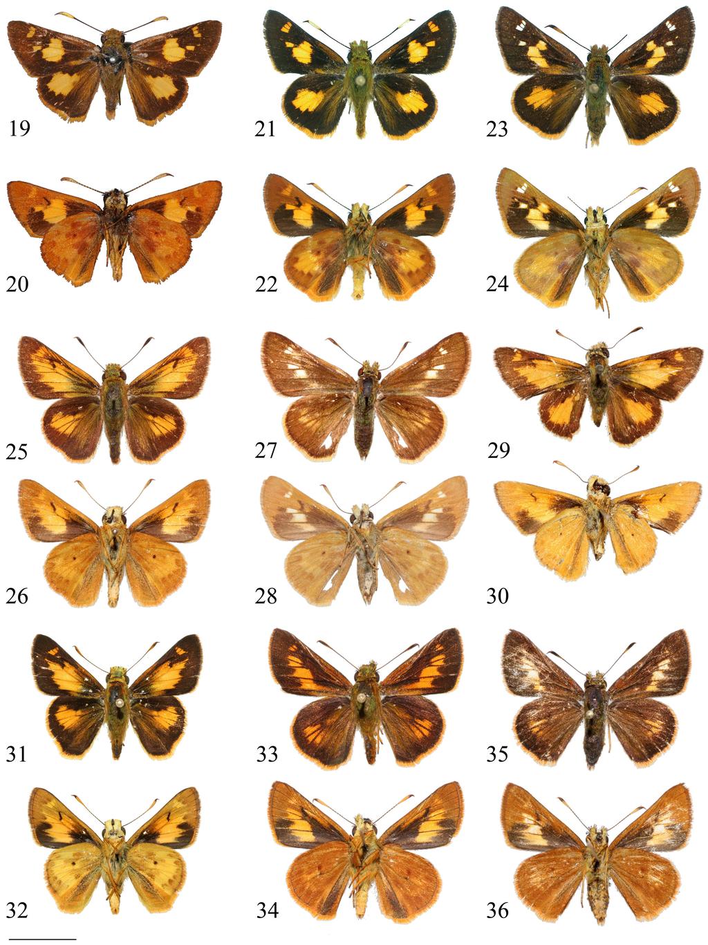 NEW GENUS AND NEW SPECIES OF HESPERIIDAE INSECTA MUNDI 0089, July 2009 19 Figure 19-36. Buzyges (full data in text; ds = dorsal surface, vs = ventral surface; scale bar = 10 mm). 19) B.