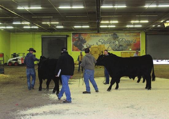 consecutive Angus consignment sales in the country.