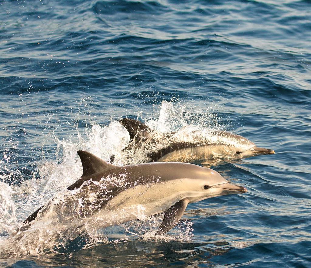 A sailor s guide to whales and dolphins Common dolphins (Delphinus delphis) in the south-west, but increasingly seen further north