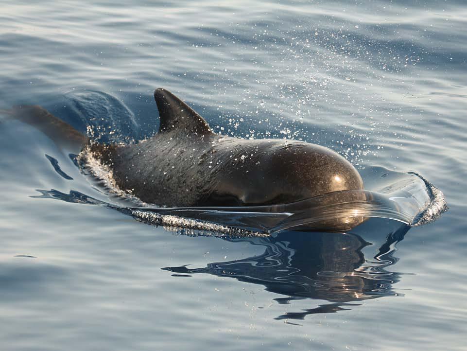 While some species, such as the harbour porpoise, are widespread, others may be regularly seen in certain areas, such as