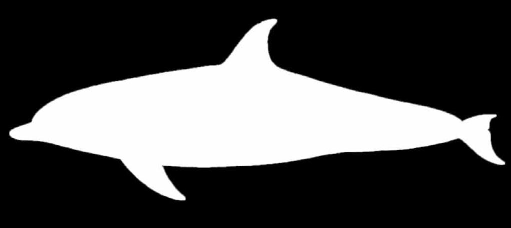 If possible, estimate length, for example, compared to the known length of a nearby boat. Check for a dorsal fin and if there is one, its size, shape and position.