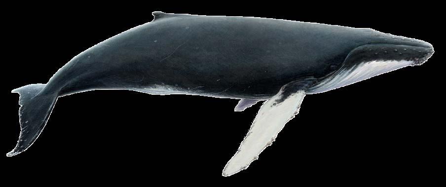 whale, 11.5-15m in length Description Low dorsal fin or hump two-thirds aft.