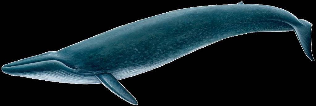 Minke whale Where to see them Most common baleen whale around the UK and Ireland.