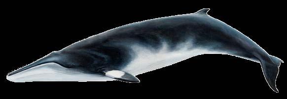 Males have a tall, vertical dorsal fin. Large, paddle-shaped flippers.