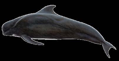 Largest toothed whale, 8-16m Description Dark, with huge blunt, squarish head, narrow jaw and