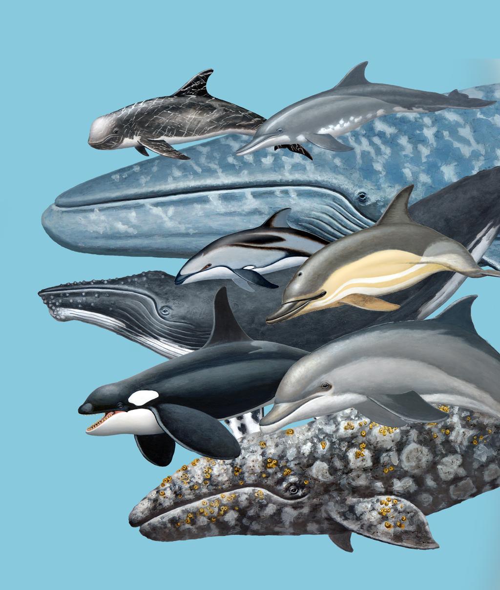 Whales, Dolphins & Porpoises of Oregon