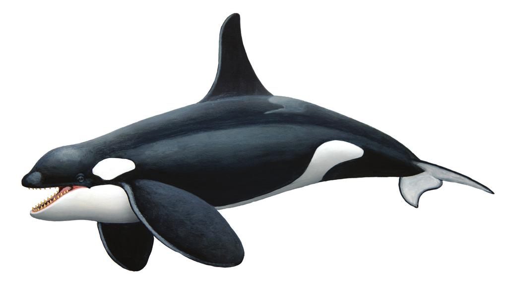 Orca Orcinus orca One of the most striking and best known marine mammals, the Orca (often referred to as a Killer Whale) is the largest variety of dolphin and is considered the ocean s top predator.