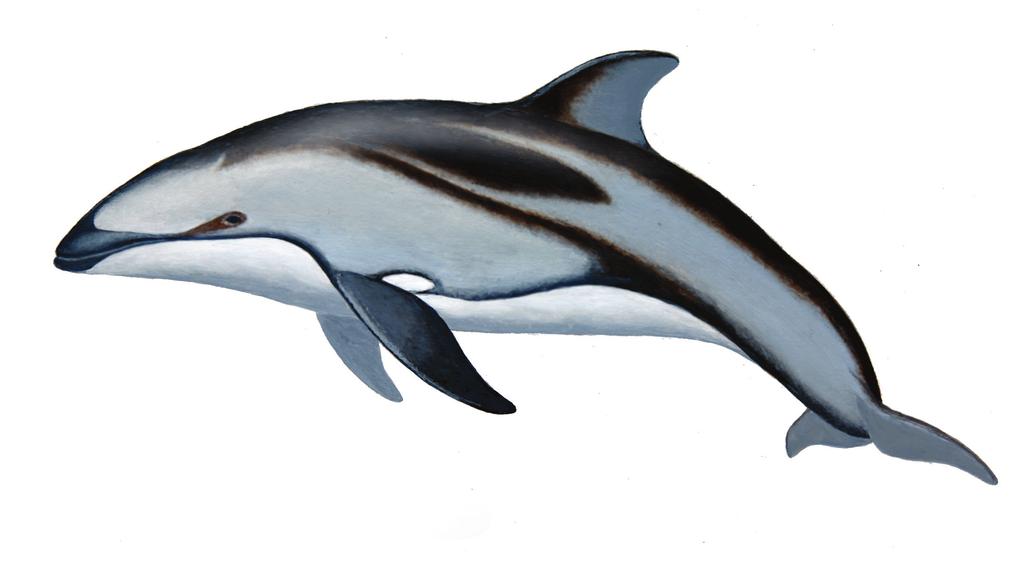 Pacific Whitesided Dolphin Lagenorhynchus obliquions Robust and intricately colored, the Pacific Whitesided Dolphin is one of the most visually striking cetaceans in Oregon waters.