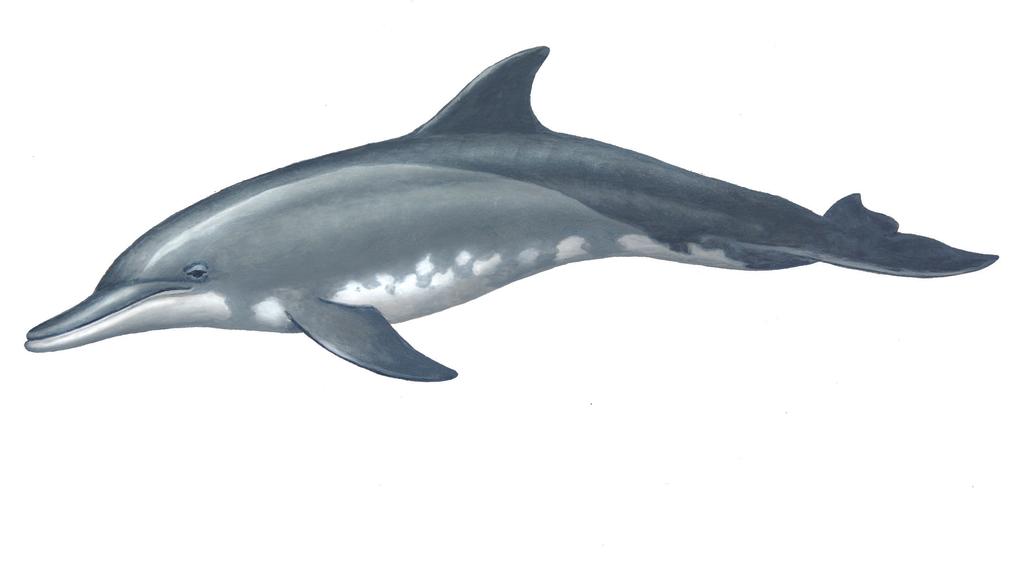 Roughtoothed Dolphin Steno bredanensis This large dolphin is common in deep tropical and subtropical waters around the world.