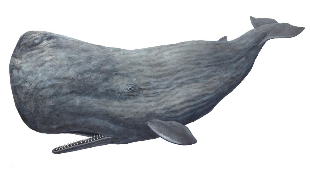 Sperm Whale Physeter macrocephalus The Sperm Whale is the largest toothed whale on Earth and perhaps one of the most recognizable.