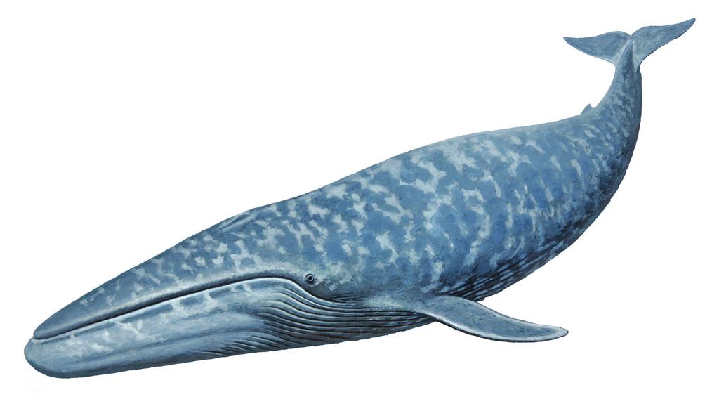Blue Whale Balaenoptera musculus With adult specimens measuring up to 98 feet (30 m) in length, no animal, either terrestrial or marine, modern or prehistoric, has come close to the sheer size of the