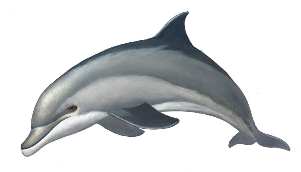 Common Bottlenosed Dolphin Tursiops truncatus The Common Bottlenose Dolphin is the largest of the beaked dolphins and is identified by its uniform gray coloring, curved dorsal fin and prominent snout