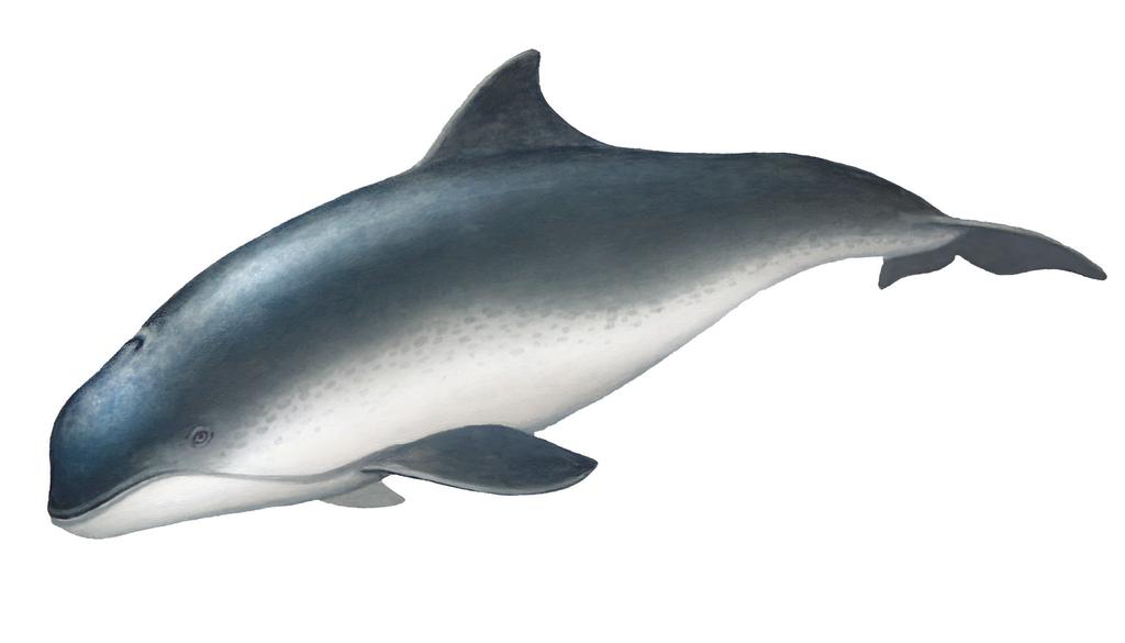 Harbor Porpoise Phocoena phocoena This is one of the smallest species of porpoise, with adults rarely measuring longer than 6 feet (1.8 m) and weighing less than 170 lbs (77 kg).