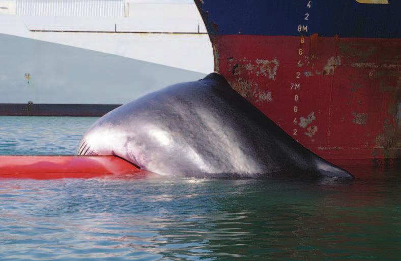 FACTORS THAT INCREASE THE RISK OF COLLISION Studies have shown that while all vessel types are implicated in vessel-cetacean collisions, those involving large and fast-moving vessels have a more