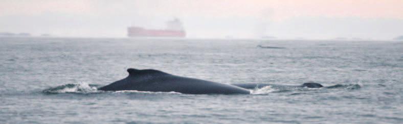 VESSEL DISTURBANCE Cetacean populations are vulnerable to general disturbance by vessels.