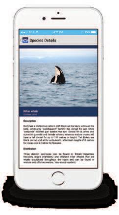 Report Your Cetacean Sightings Many populations of cetaceans are at risk in B.C. Report your sightings to help provide valuable information.