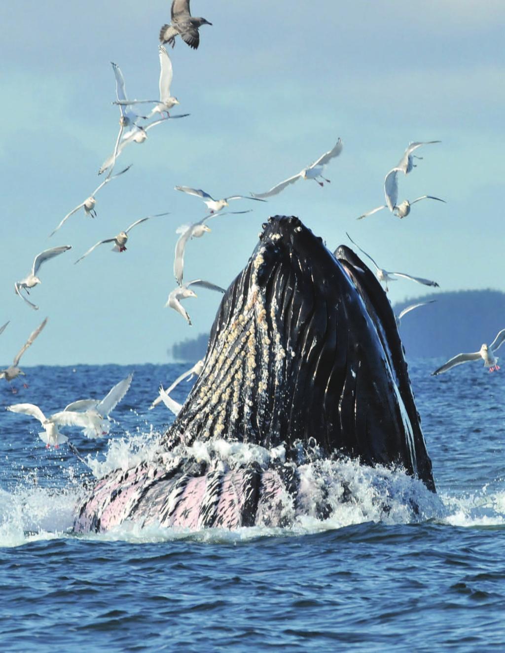 Baleen Whales MARINER S GUIDE TO WHALES,
