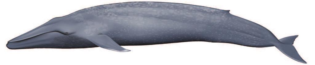 BLUE WHALE Balaenoptera musculus Average Adult Length: 21-22 m / 69-72 ft SARA Status 2013 Dorsal Fin Variable shape, often rounded at tip. Very small relative to body.