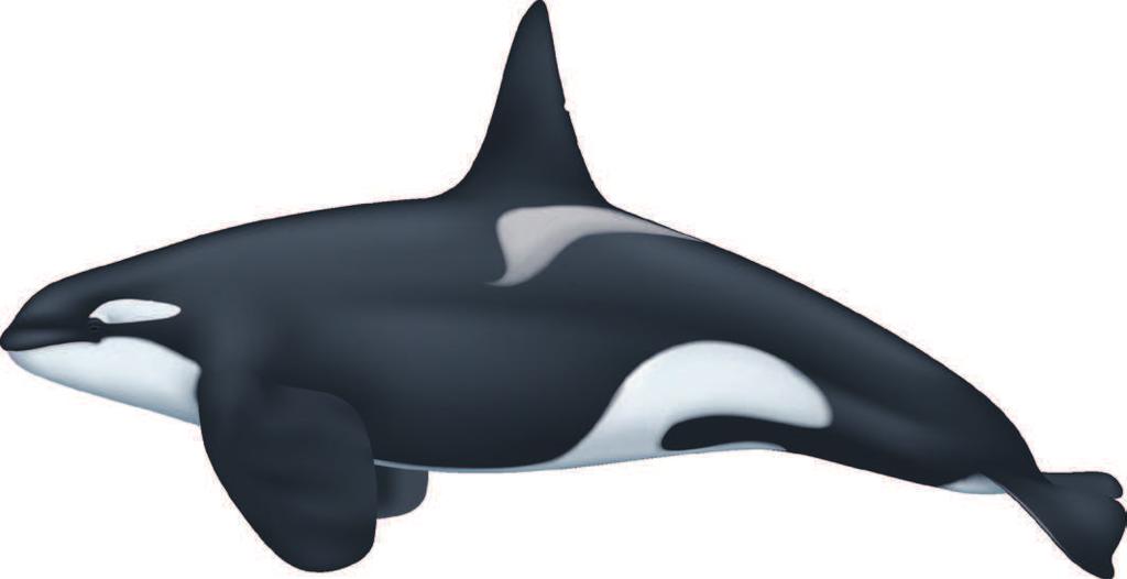 KILLER WHALE / ORCA Orcinus orca Average Adult Length: 6-8 m / 20-26 ft Southern Resident SARA Status 2011 Northern Resident SARA Status 2011 Bigg's SARA Status 2007 Offshores SARA Status 2009 Dorsal
