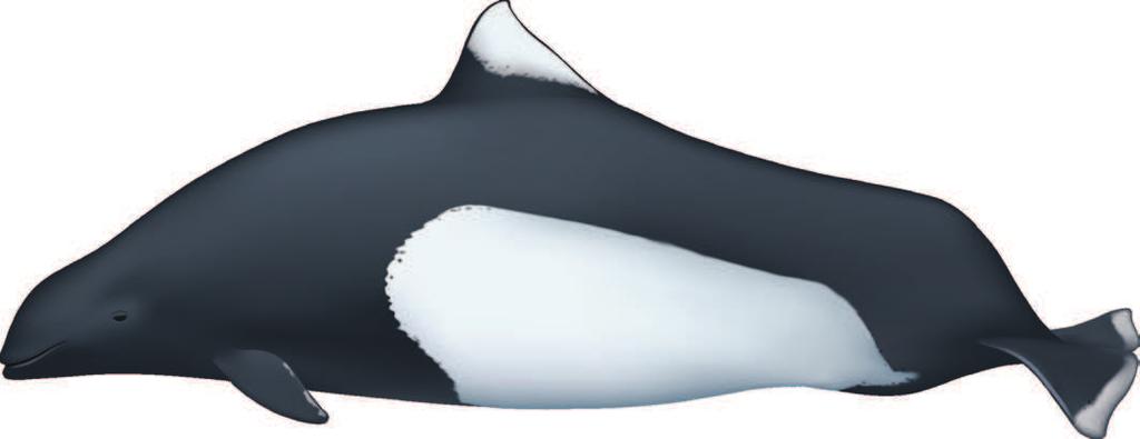 DALL'S PORPOISE Phocoenoides dalli Average Adult Length: 2 m / 6.5 ft COSEWIC Status 1989 Dorsal Fin Small, triangular, black with a white tip. Appearance Black back with prominent white flanks.