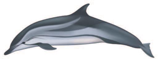 Globicephalus macrorhynchus DWARF SPERM WHALE Kogia sima Average Adult Length: 5.