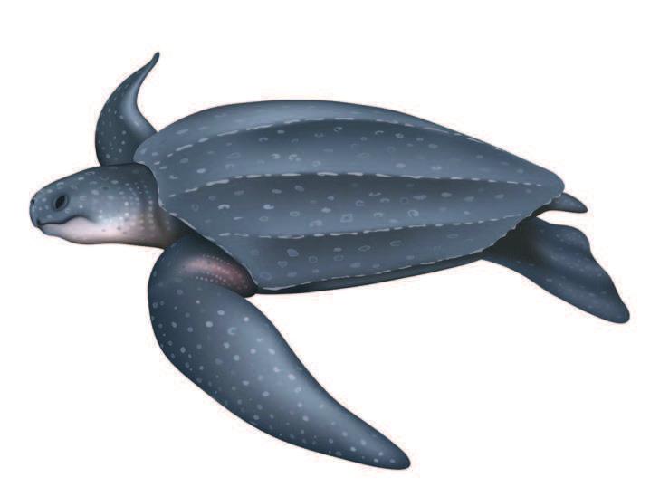 LEATHERBACK SEA TURTLE Dermochelys coriacea Average Adult Length: 3 m / 9 ft SARA Status 2012 Appearance Body is dark grey to black and may be covered with many white spots.