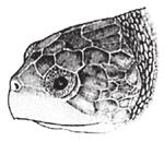 RIDLEY SEA TURTLE Lepidochelys
