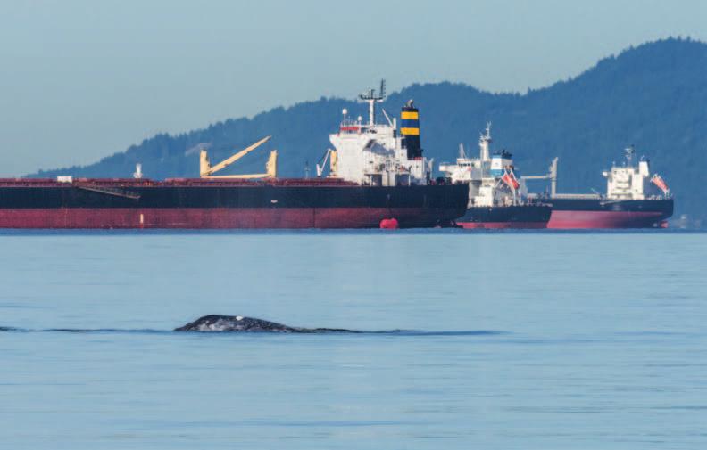 There is an urgent need to protect British Columbia s vulnerable cetacean populations. Impacted by anthropogenic threats, 12 of the 27 populations or species of cetaceans (and sea turtles) found in B.
