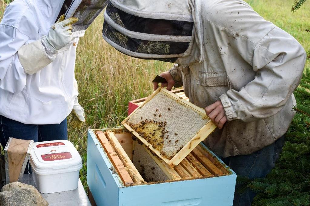 VARROA MITE MONITORING USING A SUGAR ROLL TO IDENTIFY POPULATIONS OF VARROA DESTRUCTOR IN HONEY BEE COLONIES MEGHAN MILBRATH, MICHIGAN STATE UNIVERSITY EXTENSION, APRIL 2016 All photos in this