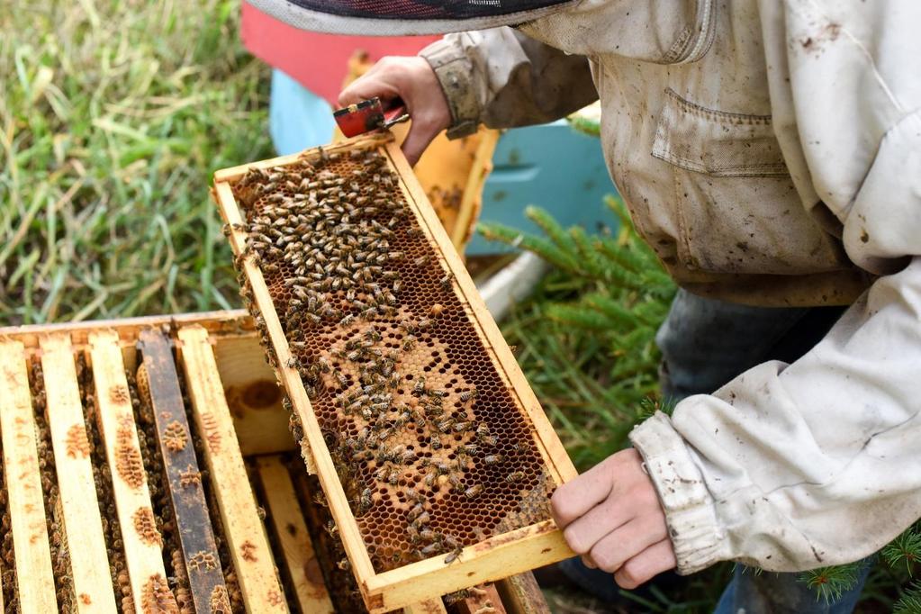 We try to choose a frame of brood with a mix of open larvae and capped brood.