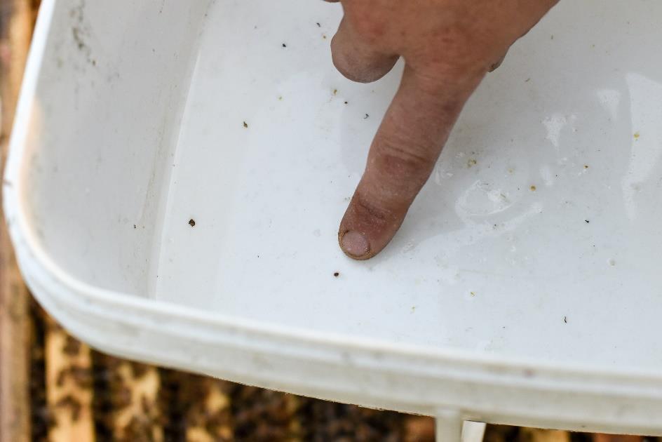 Count and record the number of mites in the tub. A magnifying glass can be useful to see the mites, as they are quite small. Make sure that you are clear on what varroa mites look like.