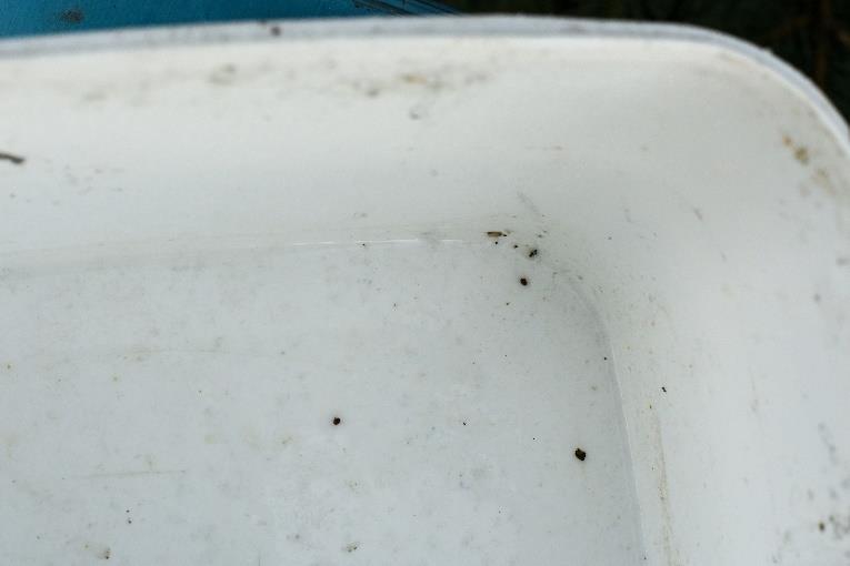Your sample contains about 300 bees, so you have to divide the number of mites in your tub by 3 to get percent infestation. This colony had only two mites, so the mites / 100 bees = 2/3. Step 9.