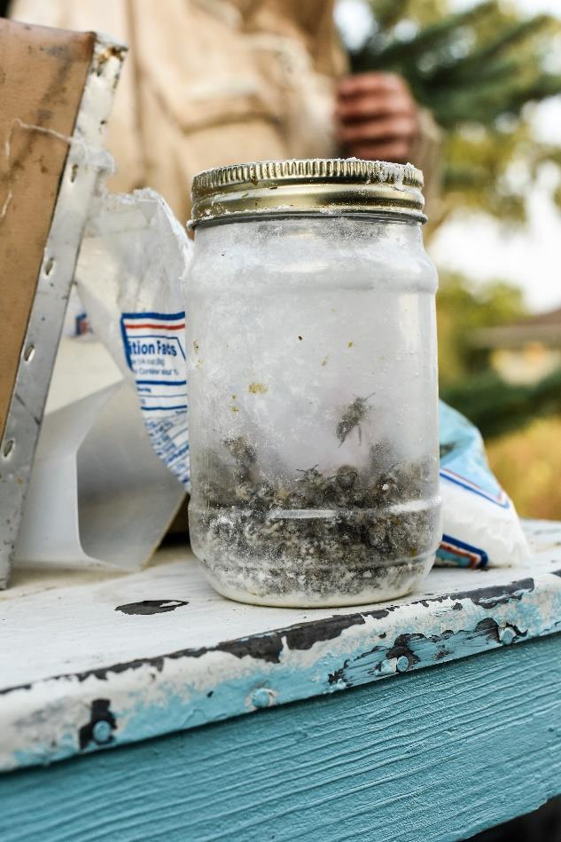 While the bees are in the jar, they heat up, causing the mites to fall off. The powdered sugar prevents them from being able to crawl back onto the bees.