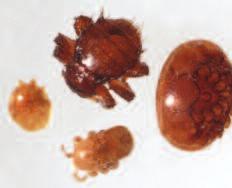 How to recognise and monitor varroa Varroa management is an essential part of contemporary beekeeping.