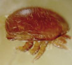 Since varroa mites are very small, if you wear glasses for reading, you will probably need to wear them to see varroa. Some beekeepers find a hand lens helpful too.